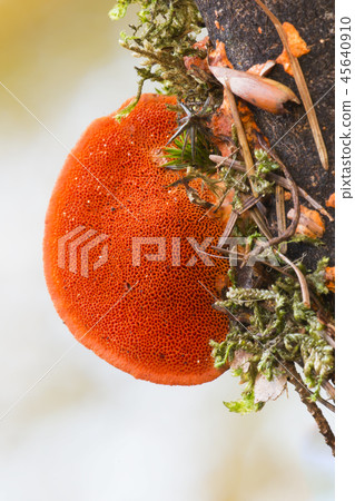 Cinnabar polypore (Pycnoporus cinnabarinus) Cinnabar polypore (Pycnoporus cinnabarinus) 45640910