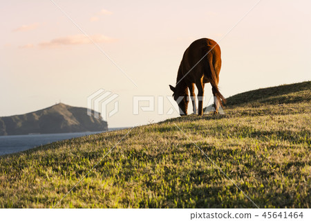 濟州島旅遊 45641464