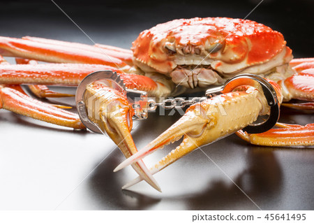Handcuffed snow crab Handcuffed snow crab 45641495