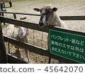 Zoo  45642070