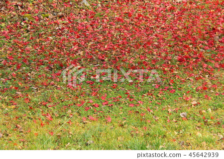 秋天,秋天的落葉,落葉在草叢中 秋天,秋天的落葉,落葉在草叢中 45642939