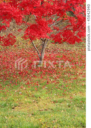 秋天，秋天槭樹，在草的下落的葉子 45642940