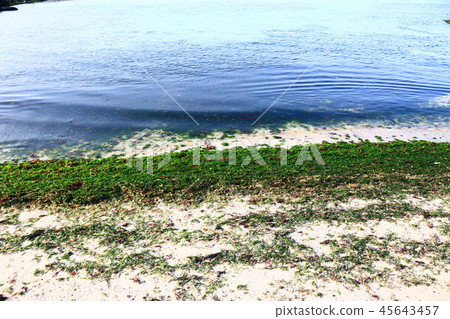 Sea, White sand, Seaweed, Seaweed Sea, White sand, Seaweed, Seaweed 45643457