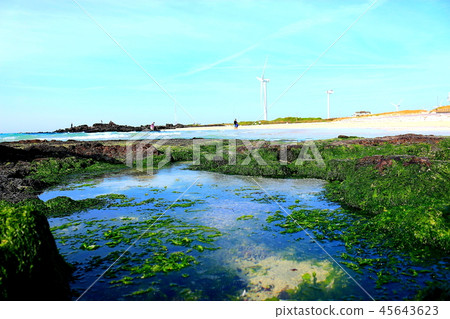Gimnyeong beach, beach, sky white sand, wind power generator. Seaweed Gimnyeong beach, beach, sky white sand, wind power generator. Seaweed 45643623