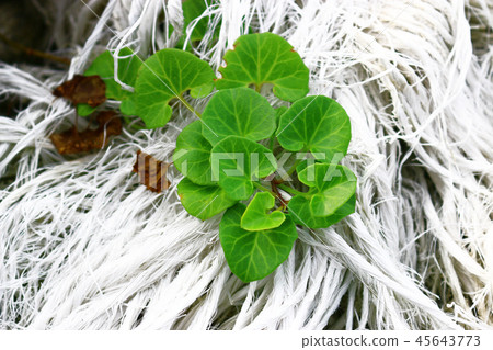 植物,垃圾,酒吧 植物,垃圾,酒吧 45643773