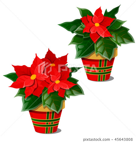 The flowering poinsettia plants in pots isolated on white background. A traditional symbol of 45643808