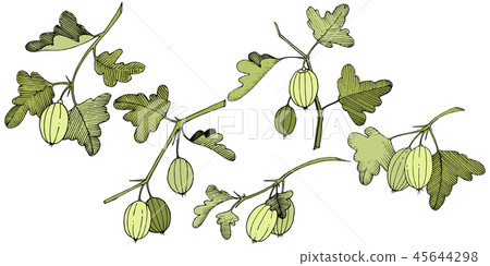 Vector. Black and white engraved ink art. Isolated gooseberry il 45644298