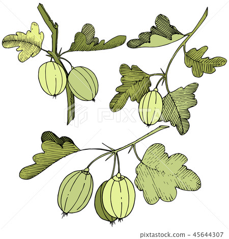 Vector. Black and white engraved ink art. Isolated gooseberry il Vector. Black and white engraved ink art. Isolated gooseberry il 45644307