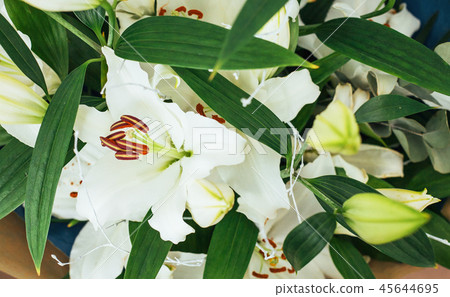 Beautiful white lily flowers on a background of green leaves 45644695