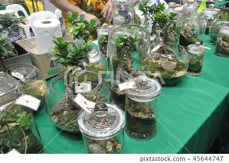 Small plant inside the small glass terrarium. 45644747