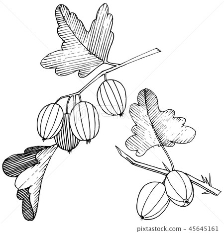 Vector. Black and white engraved ink art. Isolated gooseberry il Vector. Black and white engraved ink art. Isolated gooseberry il 45645161