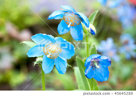 綠絨蒿（藍罌粟伴侶） 45645289