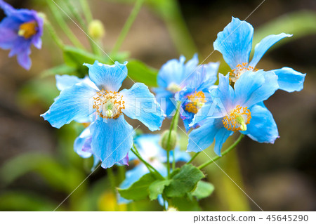 綠絨蒿（藍罌粟伴侶） 45645290