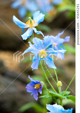 綠絨蒿（藍罌粟伴侶） 45645291