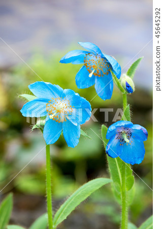 綠絨蒿(藍罌粟伴侶) 綠絨蒿(藍罌粟伴侶) 45645292