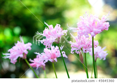 Diamond Lily 45645360