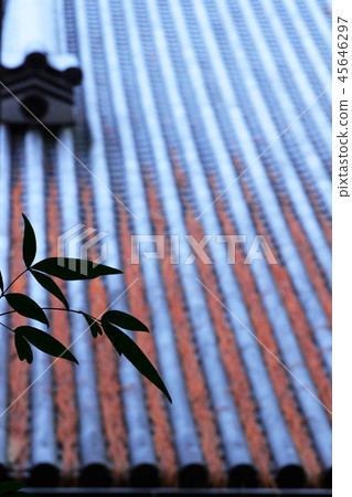 Autumn leaves Autumn leaves 45646297