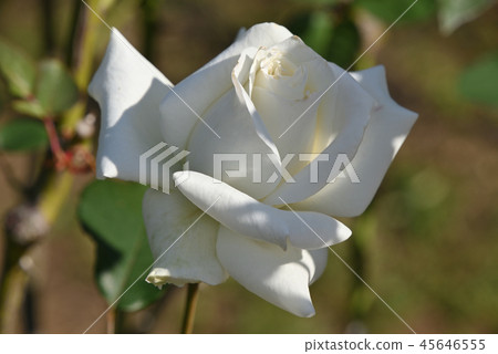 Rose (Pascali) Rose (Pascali) 45646555