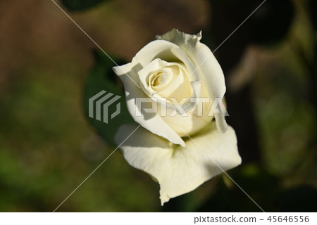 Rose (Pascali) Rose (Pascali) 45646556