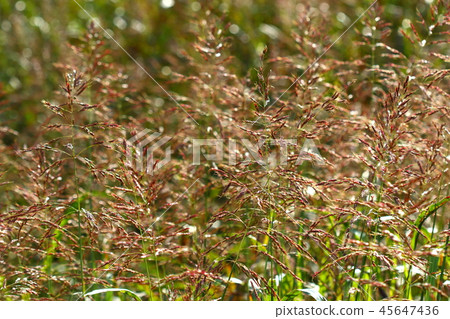 Natural plants Seiban sorghum, alien weed, but reddish-brown colored riverbank is so spectacular? Natural plants Seiban sorghum, alien weed, but reddish-brown colored riverbank is so spectacular? 45647436
