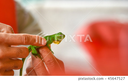 little baby young green iguana (Iguana iguana). 45647527