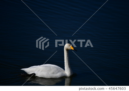 One swans, a slightly brownish head, Shirai City, Chiba Prefecture, November 2018 One swans, a slightly brownish head, Shirai City, Chiba Prefecture, November 2018 45647603