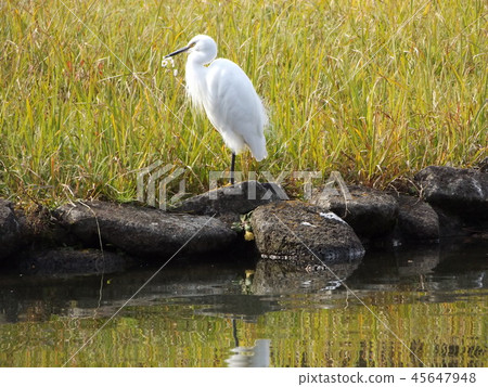 Kosagi in the cotton pond 45647948