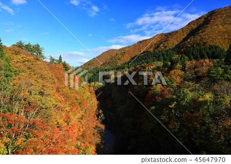 Konoyosha of autumn leaves 45647970