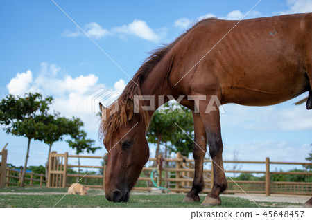 與那國馬和小貓 45648457