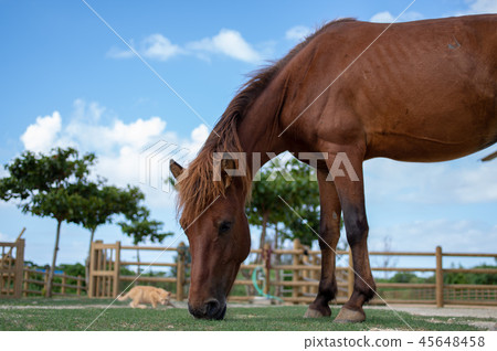 Yonaguni瞄準犧牲者的馬和小貓 45648458