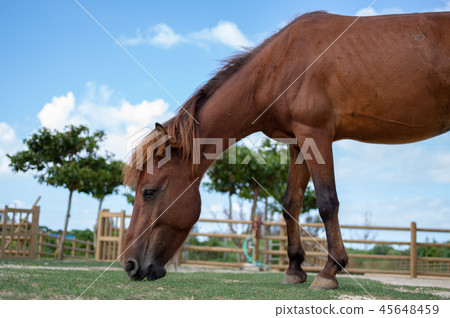 與那國馬 與那國馬 45648459