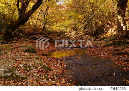Autumn in the Maseno Valley is a beautiful golden world 45649263