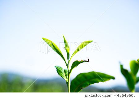 Tea plantation 45649603