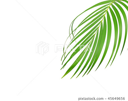 tropical green palm leaf isolated on white tropical green palm leaf isolated on white 45649656