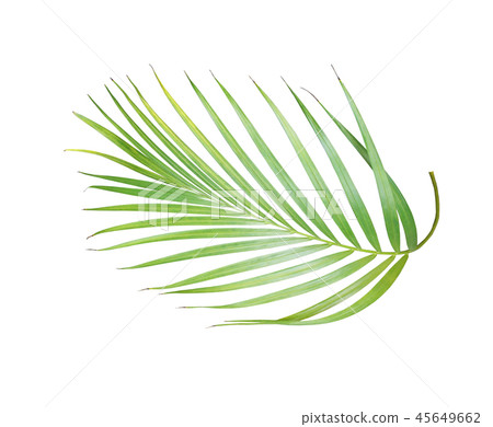 tropical green palm leaf isolated on white tropical green palm leaf isolated on white 45649662