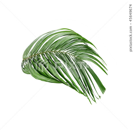 tropical green palm leaf isolated on white tropical green palm leaf isolated on white 45649674