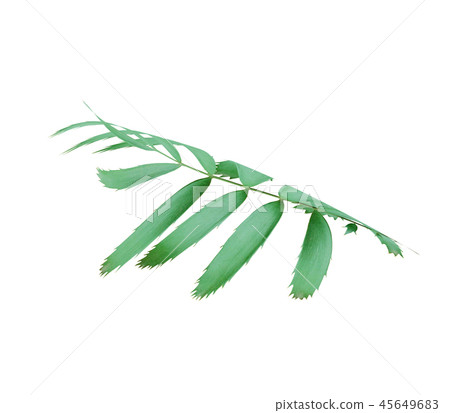 tropical green palm leaf isolated on white tropical green palm leaf isolated on white 45649683