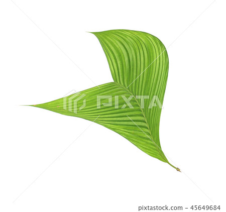 tropical green palm leaf isolated on white tropical green palm leaf isolated on white 45649684