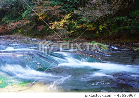 Autumn of Aso Yusui nature forest Autumn of Aso Yusui nature forest 45650967