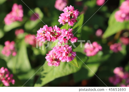 Buckwheat flower Red Tochigi Buckwheat flower Red Tochigi 45651693