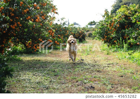 橘子農場 45653282