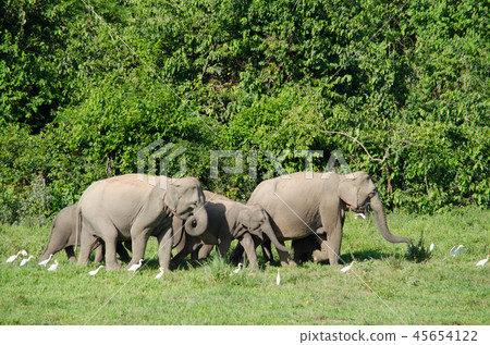 Asian elephants is eating solid in Thailand forest Asian elephants is eating solid in Thailand forest 45654122