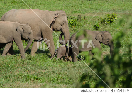 Asian elephants is eating solid in Thailand forest 45654129