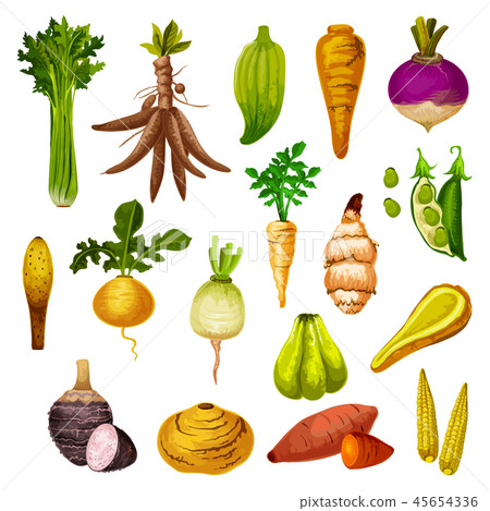 Exotic root vegetables and veggies, vector 45654336