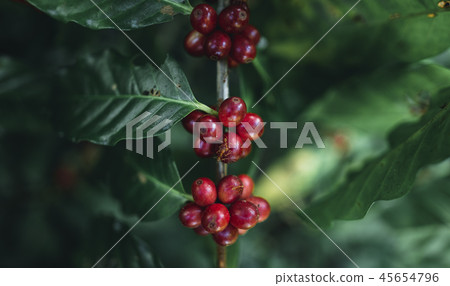 Red cherry coffee beans Arabica In nature Red cherry coffee beans Arabica In nature 45654796