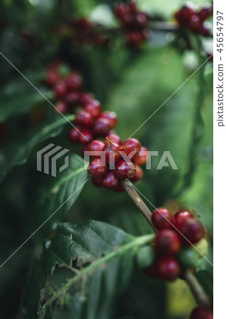 Red cherry coffee beans Arabica In nature 45654797