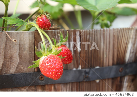 Strawberry at home Strawberry at home 45654968