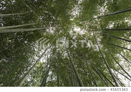 Bamboo, Soswonwon, Damyang-gun, Jeonnam Bamboo, Soswonwon, Damyang-gun, Jeonnam 45655363