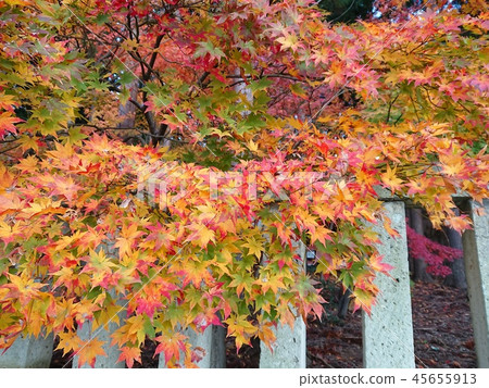 Momiji五顏六色的秋葉 45655913