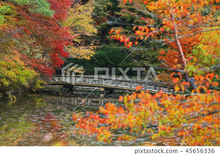 Beautiful autumn leaves of Rokko Mountain 45656336